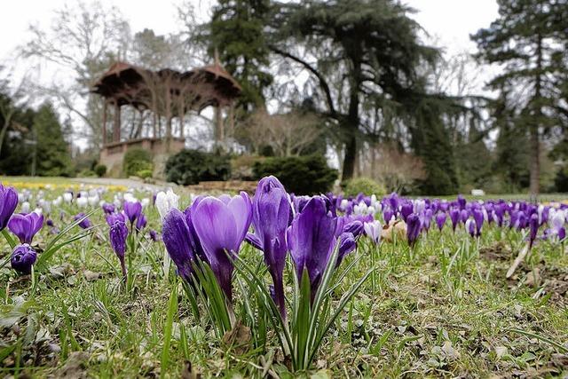 Krokusse in allen Farben