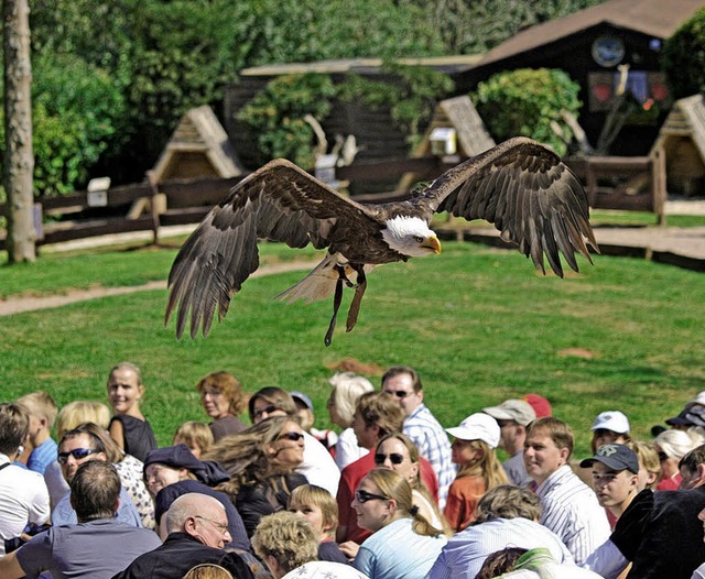 Die Adler fliegen wieder: Spektakulre... der Hauptattraktionen des Vogeparks.   | Foto: BZ
