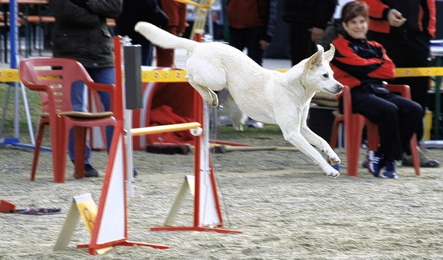 Nicht nur schn anzusehen: Manche Hund...sgezeichneten sportlichen Leistungen.   | Foto: gertrude siefke