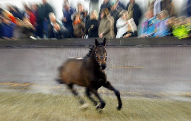 Anlauf zum Freispringen: ein vierjhriger Hengst   | Foto: heidi fssel