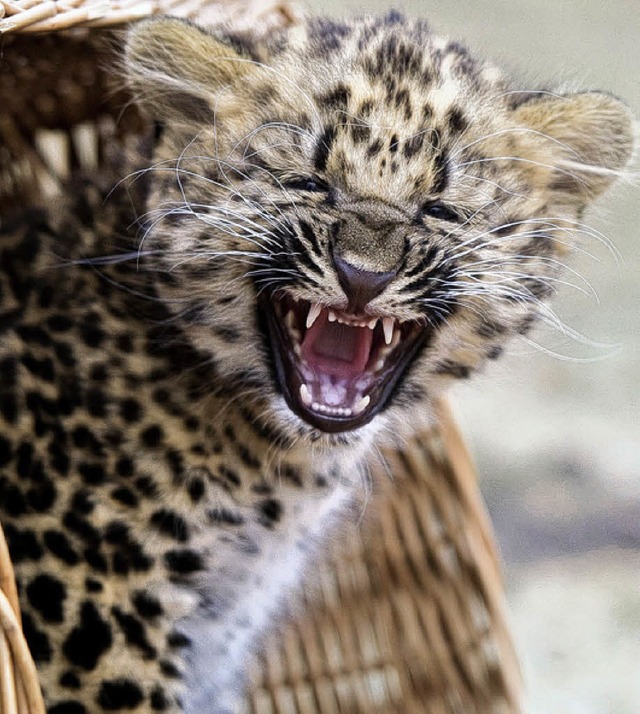 Nekama im Berliner Tierpark  | Foto: AFP