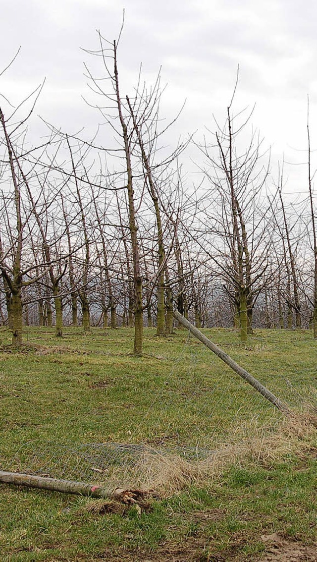 Zerstrter Zaun einer  Kirschbaumanlage in Feldberg.   | Foto: Umiger