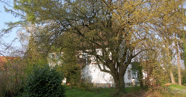 Im Schatten der Cornelkirsche beim Eim...er Hebel Gustave Fecht geksst haben.   | Foto: LANGELOTT