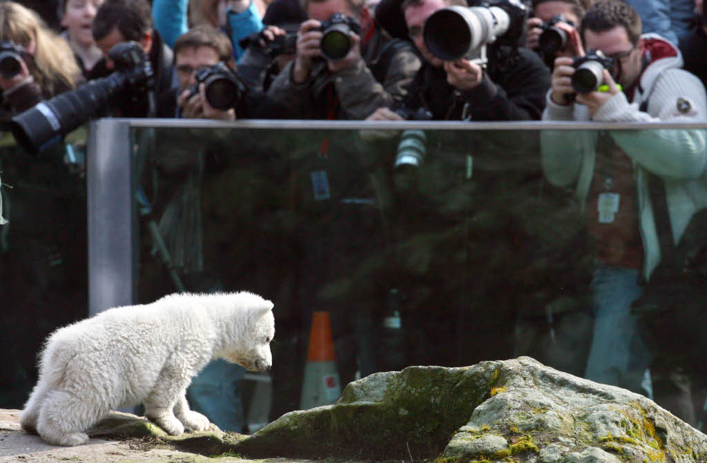 Knuts erster ffentlicher Spaziergang in seinem Gehege im Berliner Zoo lste ein Blitzlichtgewitter aus.