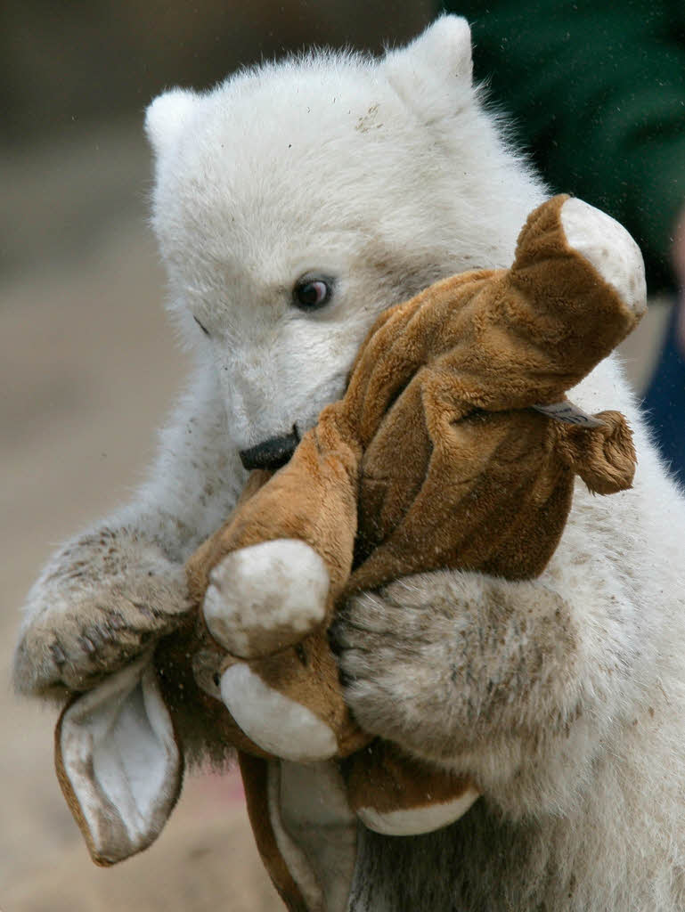 Knut und der Hase: Ostern 2007