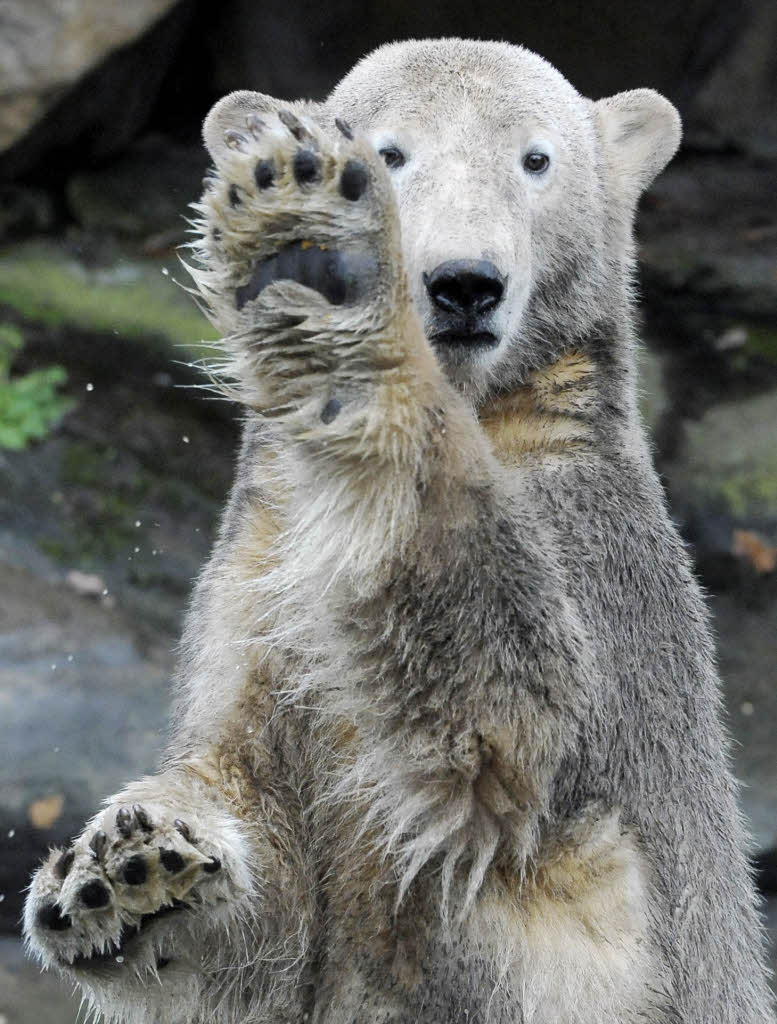 Knut im Alter von zwei Jahren: Grau und krftig