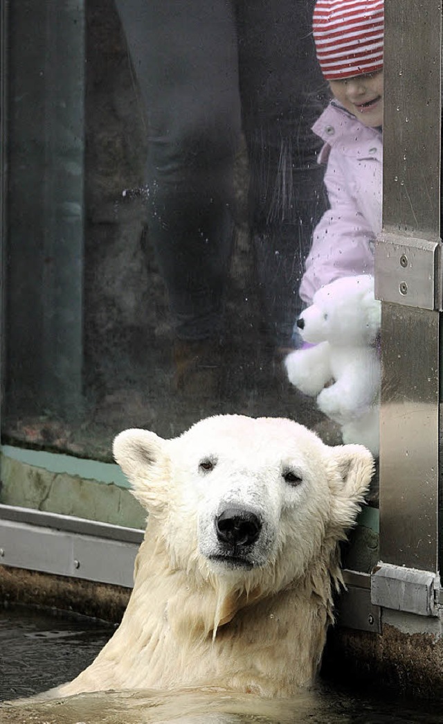 Knut und ein kleiner Fan im Oktober 2010: Der Eisbr wird  nun ausgestopft.   | Foto: AFP