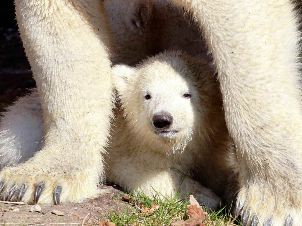 Eisbär-Nachwuchs im Nürnberger Zoo Eisbär-Nachwuchs im Nürnberger Zoo