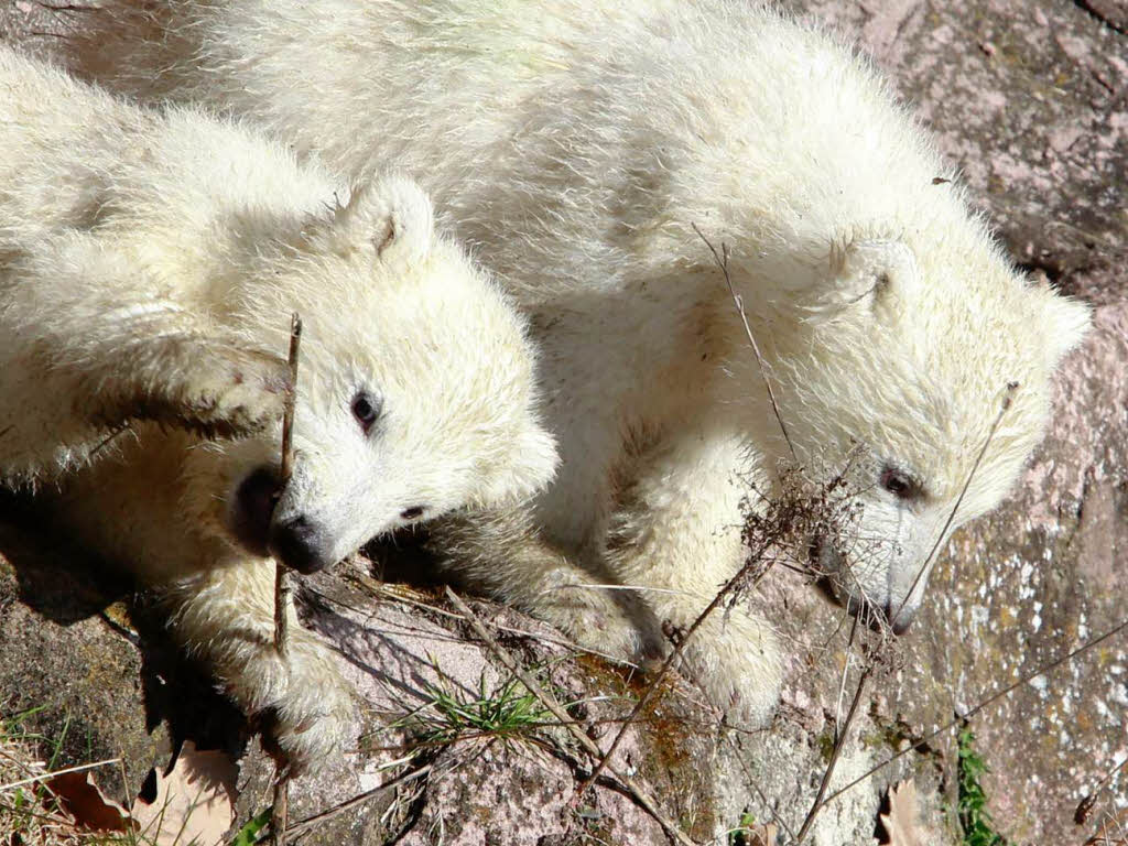 Eisbär-Nachwuchs im Nürnberger Zoo Eisbär-Nachwuchs im Nürnberger Zoo