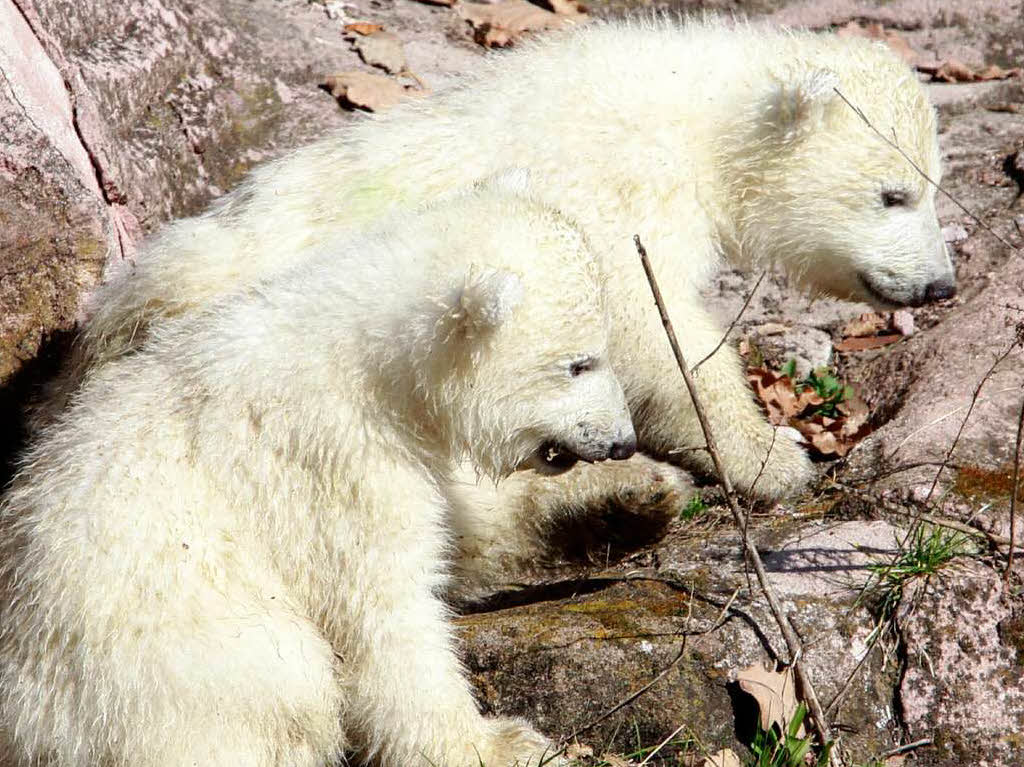 Eisbär-Nachwuchs im Nürnberger Zoo Eisbär-Nachwuchs im Nürnberger Zoo