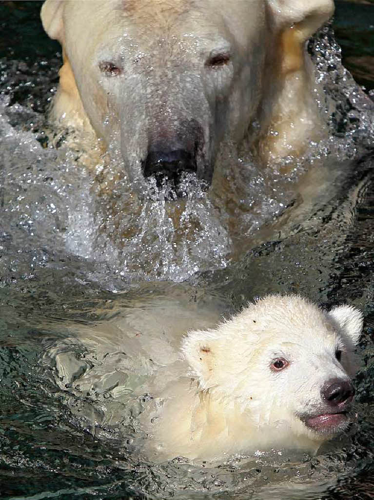 Eisbär-Nachwuchs im Nürnberger Zoo Eisbär-Nachwuchs im Nürnberger Zoo
