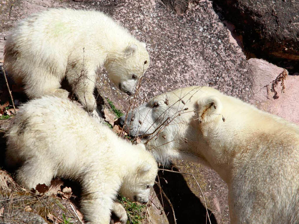 Eisbär-Nachwuchs im Nürnberger Zoo Eisbär-Nachwuchs im Nürnberger Zoo