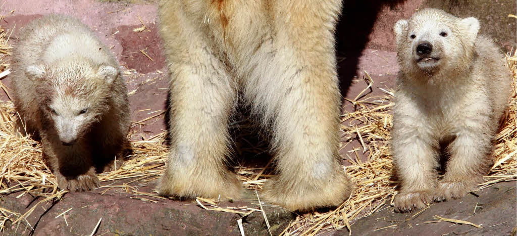 Eisbär-Nachwuchs im Nürnberger Zoo Eisbär-Nachwuchs im Nürnberger Zoo