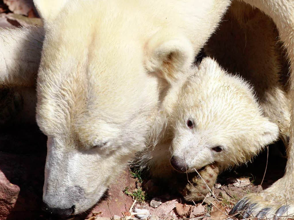Eisbär-Nachwuchs im Nürnberger Zoo Eisbär-Nachwuchs im Nürnberger Zoo