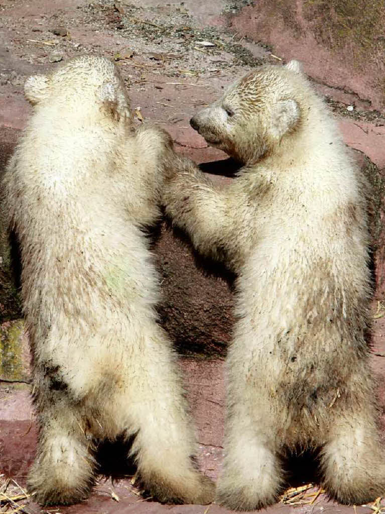 Eisbär-Nachwuchs im Nürnberger Zoo Eisbär-Nachwuchs im Nürnberger Zoo