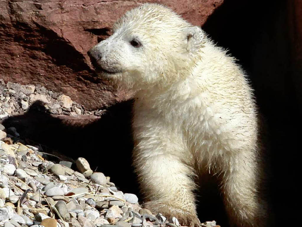 Eisbär-Nachwuchs im Nürnberger Zoo Eisbär-Nachwuchs im Nürnberger Zoo