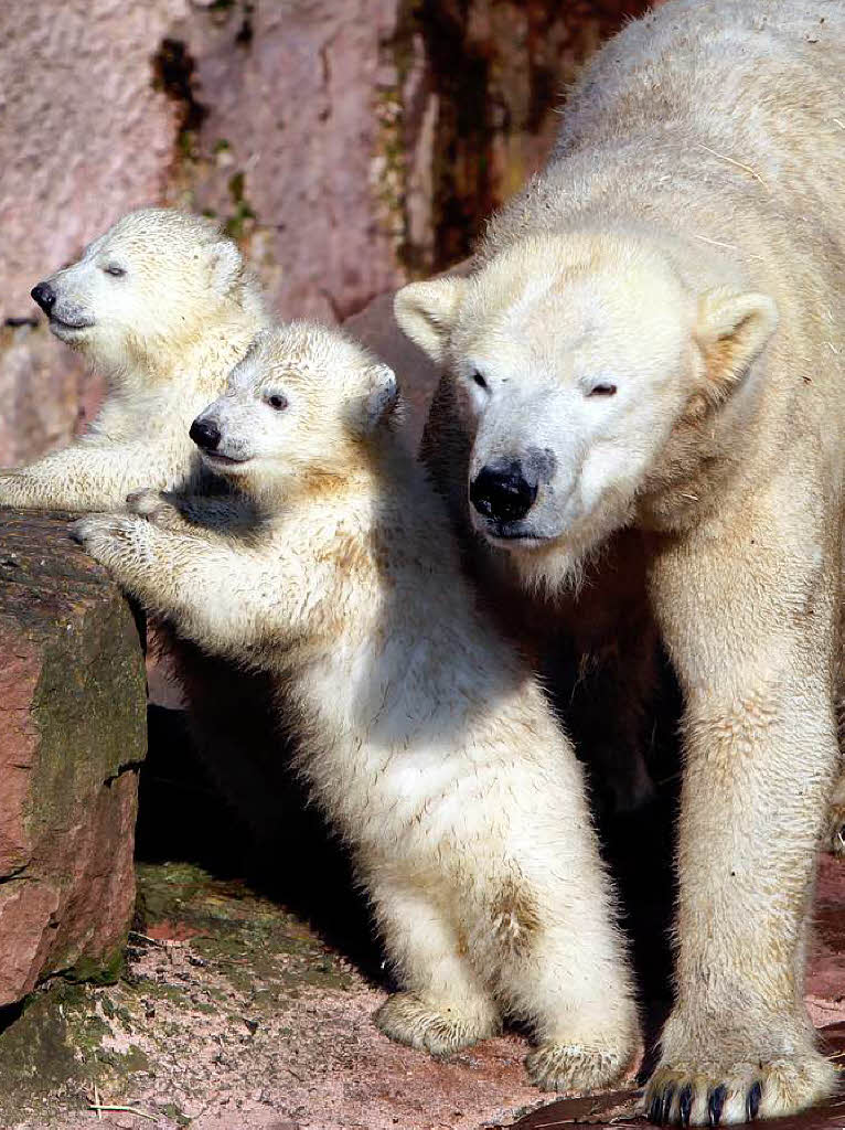 Eisbär-Nachwuchs im Nürnberger Zoo Eisbär-Nachwuchs im Nürnberger Zoo