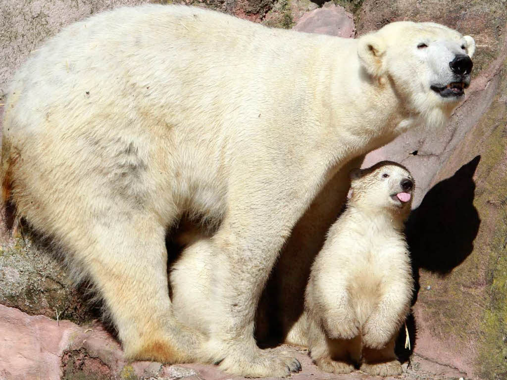 Eisbär-Nachwuchs im Nürnberger Zoo Eisbär-Nachwuchs im Nürnberger Zoo