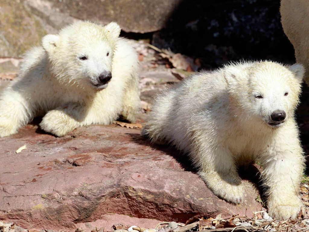 Eisbär-Nachwuchs im Nürnberger Zoo Eisbär-Nachwuchs im Nürnberger Zoo