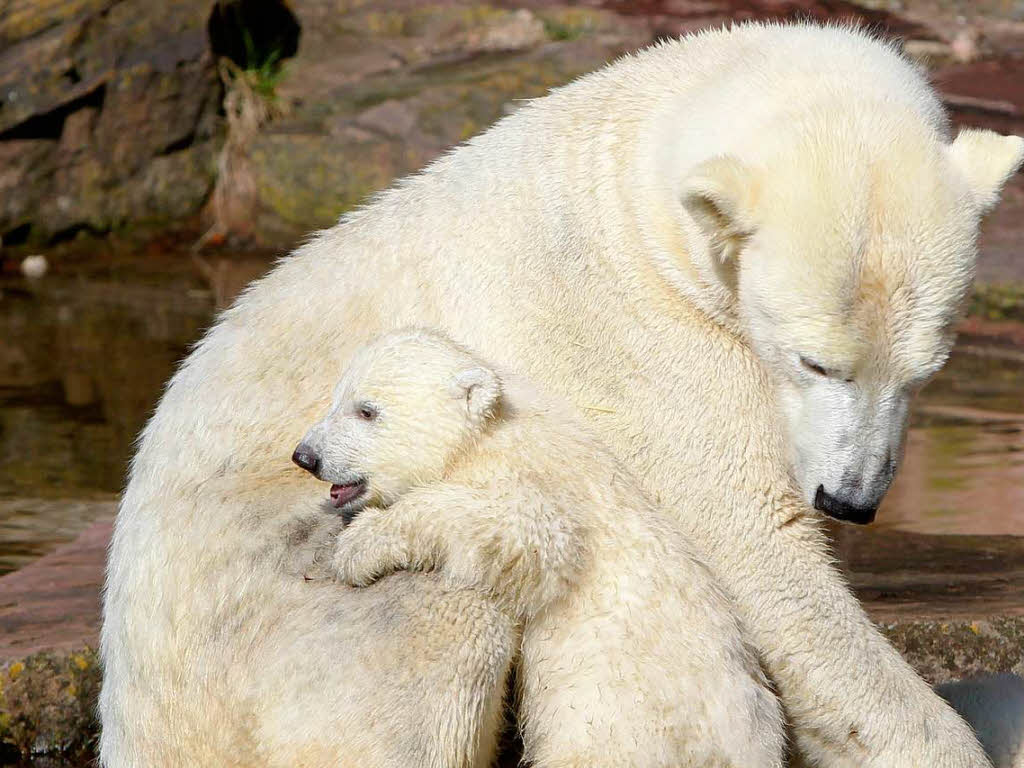 Eisbär-Nachwuchs im Nürnberger Zoo Eisbär-Nachwuchs im Nürnberger Zoo