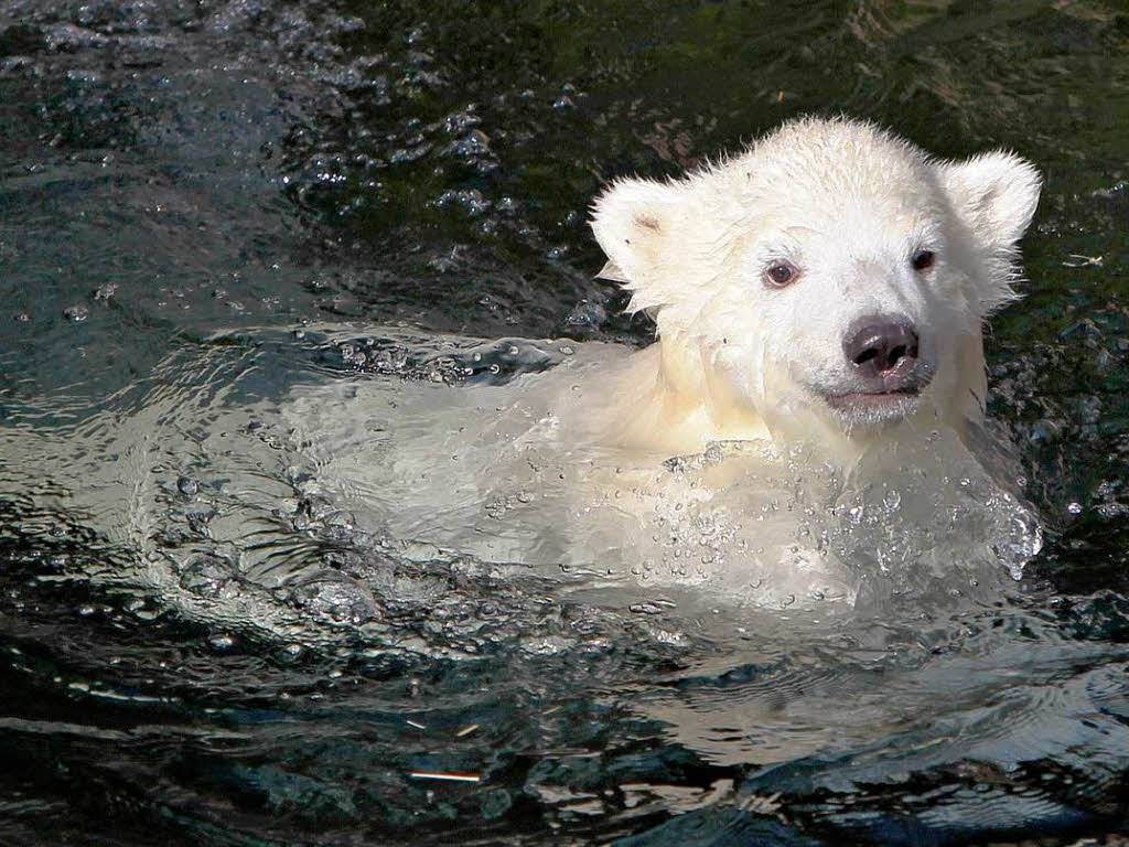 Eisbär-Nachwuchs im Nürnberger Zoo Eisbär-Nachwuchs im Nürnberger Zoo