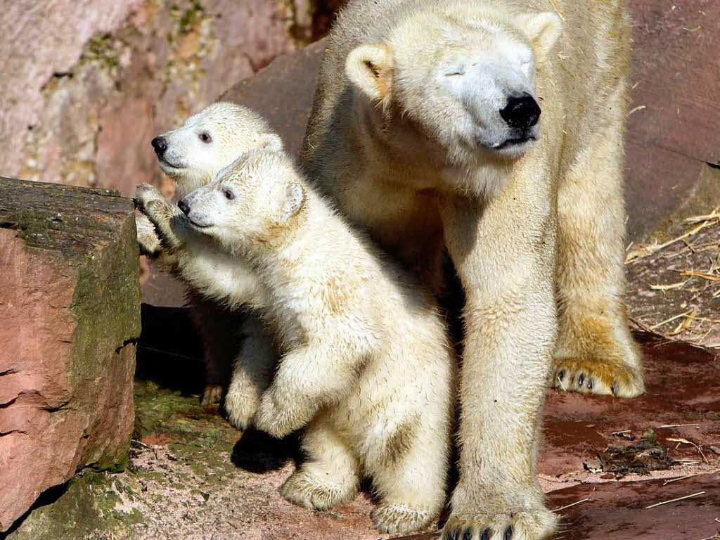 Eisbär-Nachwuchs im Nürnberger Zoo Eisbär-Nachwuchs im Nürnberger Zoo