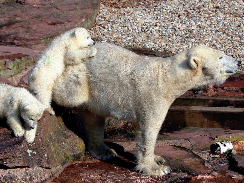 Eisbär-Nachwuchs im Nürnberger Zoo Eisbär-Nachwuchs im Nürnberger Zoo