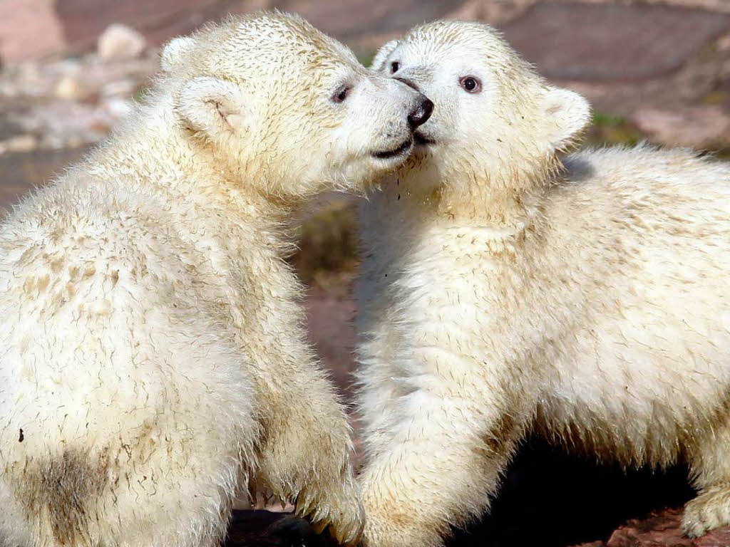 Eisbär-Nachwuchs im Nürnberger Zoo Eisbär-Nachwuchs im Nürnberger Zoo