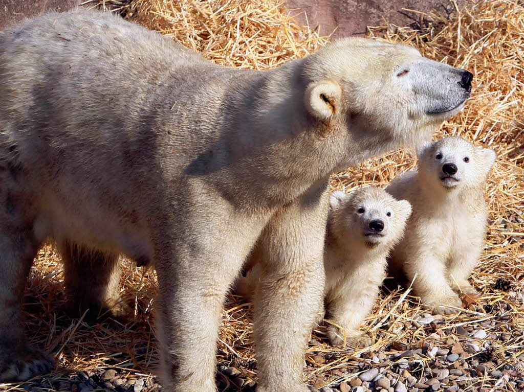 Eisbär-Nachwuchs im Nürnberger Zoo Eisbär-Nachwuchs im Nürnberger Zoo