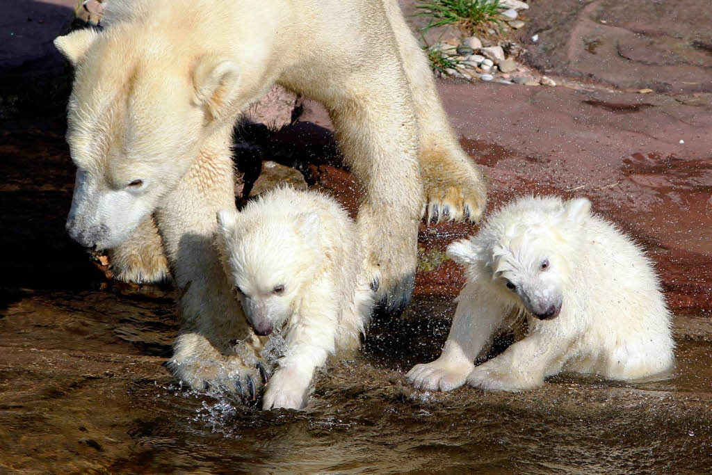 Eisbär-Nachwuchs im Nürnberger Zoo Eisbär-Nachwuchs im Nürnberger Zoo