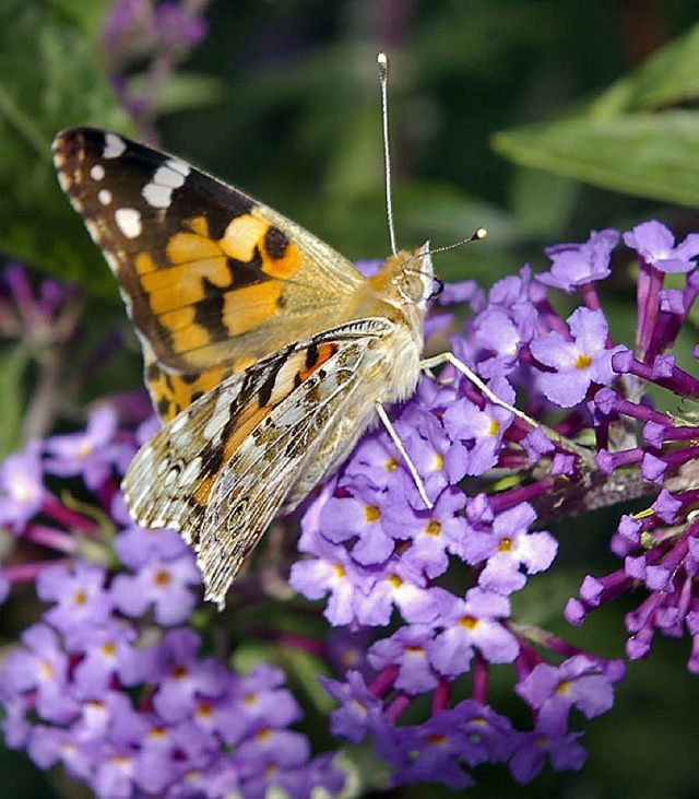 Rdiger Weis referierte ber Naturschu...lle, Frschen und Vgeln ein Zuhause.   | Foto: Hubert Bilke