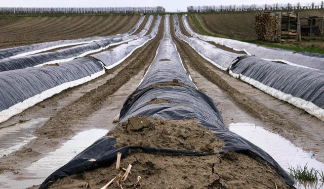 Noch kultivieren Landwirte im Gewann &...Abstand des Baugebiets zu gering ist.   | Foto: Silvia Faller