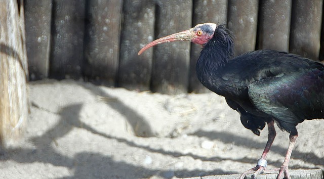 Da freut sich auch der Waldrapp: Der S...e Spendenbersicht der Stadt beweist.   | Foto: Carolin Eisemann