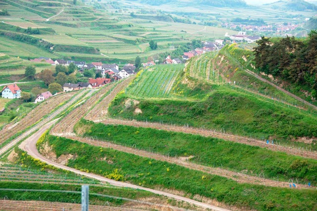 Wird Grn-Rot Flurneuordnungen frdern?  | Foto: Benjamin Bohn