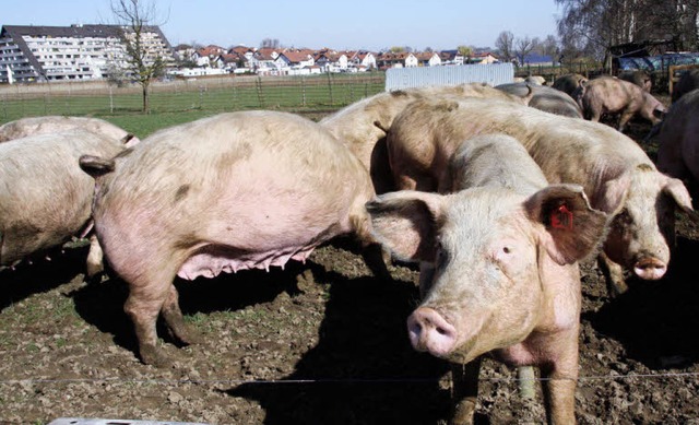 Glckliche Schweine: Sie kmmern sich nicht um den Streit in Tiengen.  | Foto: Silvia Faller