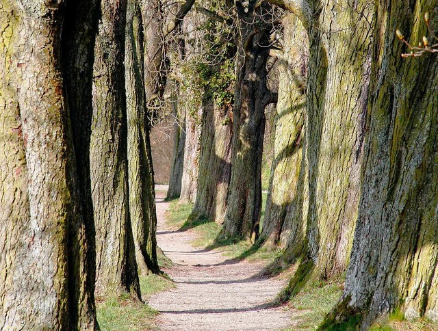 100 Jahre alt wird die Kastanienallee ... Bume biologisch behandeln zu knnen.  | Foto: Hans-Peter Ziesmer