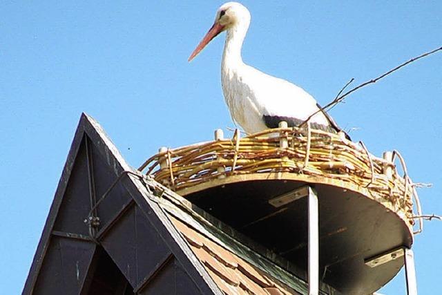 Storch fhlt sich wohl im Nest auf der Kirche