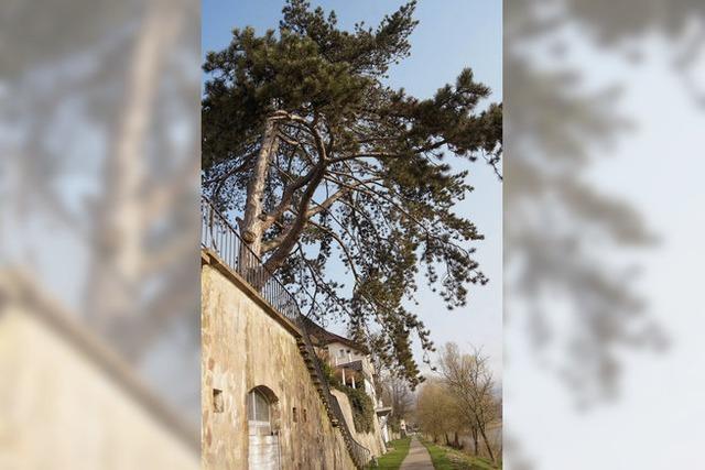 Die alte Kiefer am Rhein soll weg