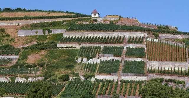Ohne  Anbaustopp wren Steillagen (hie...et, sagt der Badische Weinbauverband.   | Foto: DWI