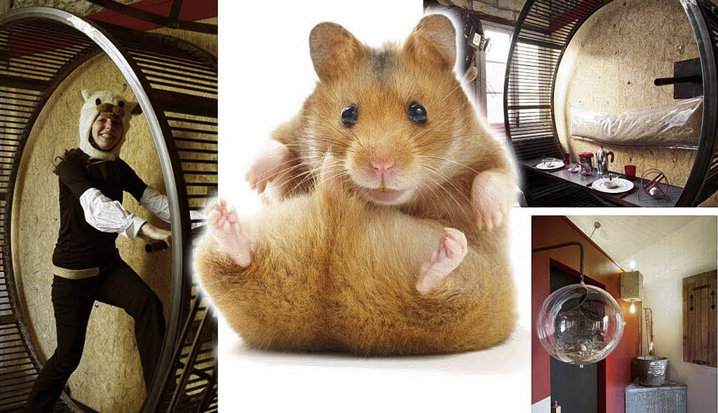 Skurrile Hotels für den Hamster im Menschen Reise Badische Zeitung