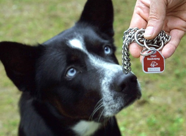 Wer kann wirklich von der Hundesteuer ...um zustzliche Einnahmen zu erhalten.   | Foto: dpa