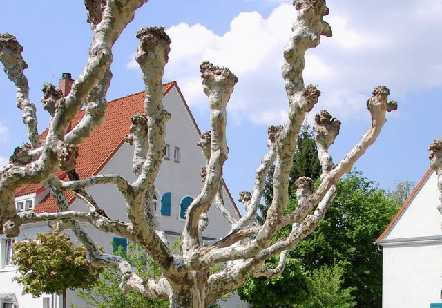 Einen typischen Schnitt, wie diese Pla...age etliche Bume in der Gartenstadt.   | Foto: Lauber