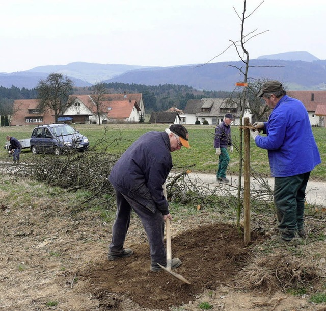 Zwlf Birnbume haben Mitglieder der T... der Binzger Drnetstrae gepflanzt.    | Foto: RICHARD KAISER
