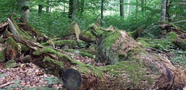 Bannwald im Rttler Wald:  Was fllt, ...sgestorben geglaubte Kfer  entdeckt.   | Foto:  Archiv/Maja Tolsdorf