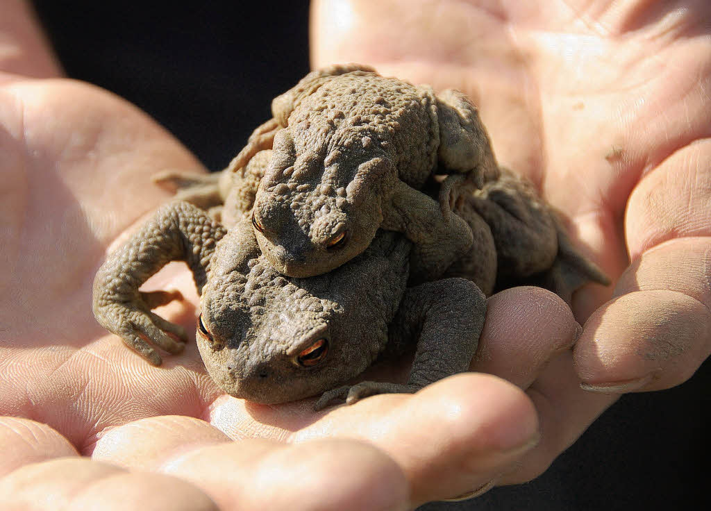 Die Kröten wandern wieder Ettenheim Badische Zeitung