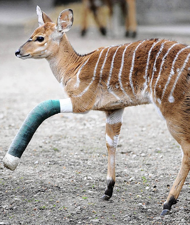 Antilopenbock Howard hat einen Gips.   | Foto: dpa