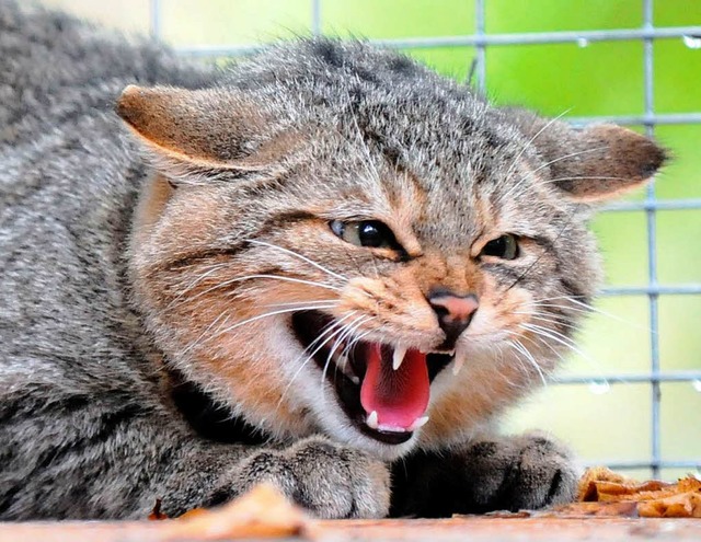 uerlich  unterscheidet sich die sche...katze kaum von getigerten Hauskatzen.   | Foto: dpa
