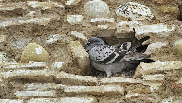 Eine Stadttaube hat es sich in einer Mauernische bequem gemacht.   | Foto: Ingo Seehafer