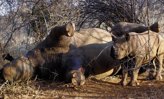 Ein Nashornbaby neben seiner Mutter, d...erer wegen ihres Horns gettet haben.   | Foto: Zoo Basel
