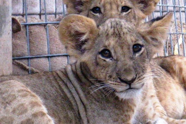 Afrikanische Schutztruppe pppelt Lwenkinder auf